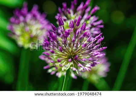 Lilac needle flower in the garden