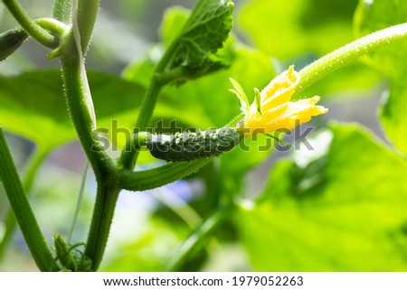 yellow flower on a small cucumber in a vegetable garden in a greenhouse