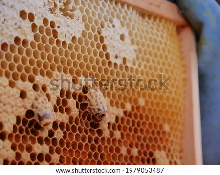 Hatching queenbee on a comb