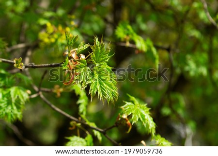 Maple branches with young green leaves, illuminated by the sun.