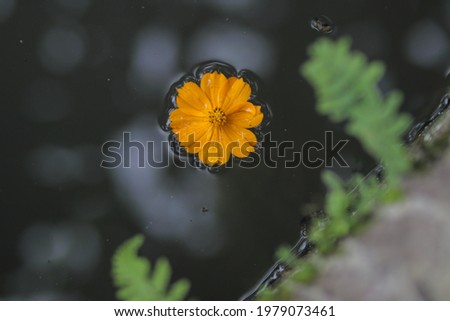 Orange cosmos flower floating on the water with blurry and noise background. Cosmos plants (Cosmos bipinnatus) also called Randa Midang, Kenikir, or ulam raja in Indonesia.