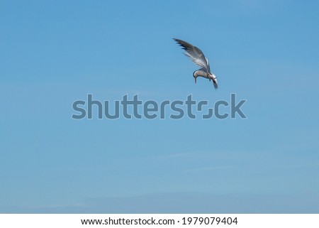 a white tern flies close above the water in search of prey