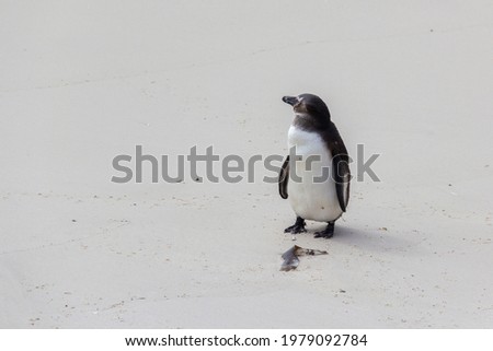 A South African penguin stands alone on a white sand beach, gazing out towards the water.