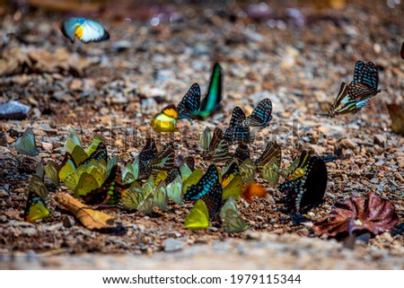A group of butterflies eat salt