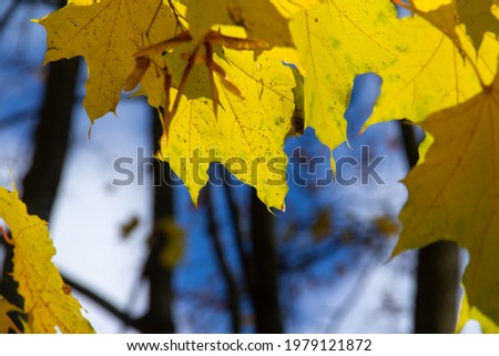 Yellow maple autumn leaves against the sky. Falling leaves natural background. Beautiful autumn landscape.