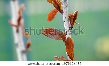 A branch of a fruit tree on which the leaves bloom in spring in sunny weather. Young branch covered with buds on a blurred background.