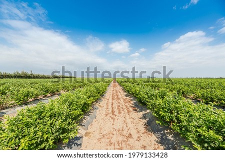 Field of blueberries, bushes with future berries against the blue sky. Farm with berries. Royalty-Free Stock Photo #1979133428