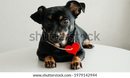 funny little black dog with red wooden heart, animal love medallion, on white background.