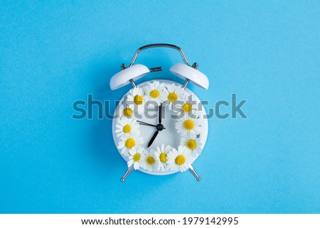 Chamomile on the dial of the white alarm clock in the center of the blue  background. Copy space. Top view.