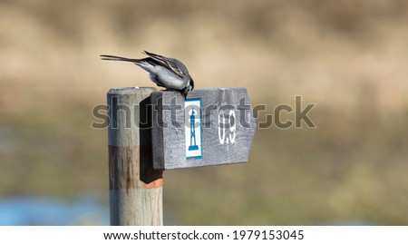 White wagtail sits on a sign. Pole and symbols. 