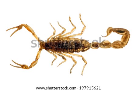 small golden scorpion isolated on white background