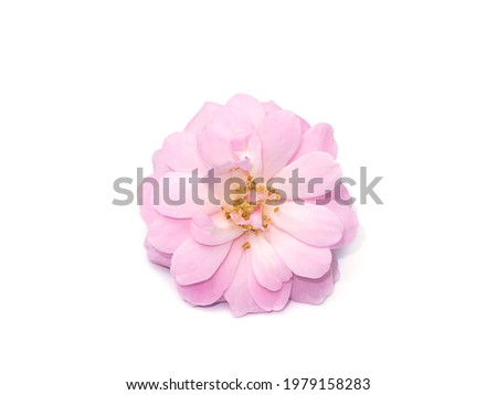 Pink of Damask Rose flower on white background. (Scientific name Rosa damascena) Royalty-Free Stock Photo #1979158283