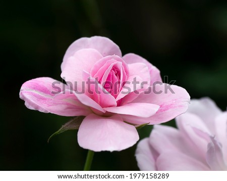 Pink of Damask Rose flower on dark background. (Scientific name Rosa damascena)