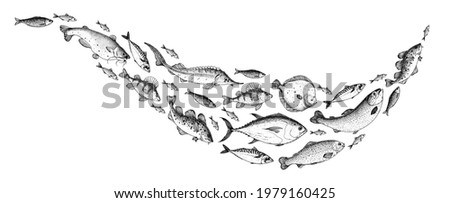 Fish sketch collection. Hand drawn  illustration. School of fish illustration. Food menu illustration. Hand drawn fish set. Engraved style. Sea and river fish