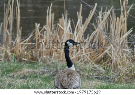 A Canada Goose on the Grass