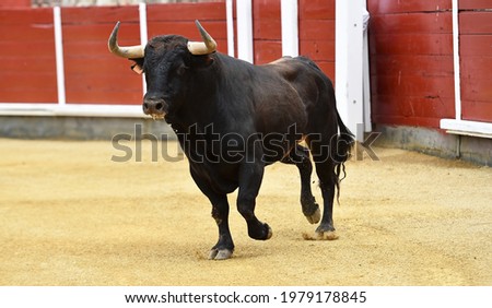 Strong spanish bull with big horns in the bullring arena Royalty-Free Stock Photo #1979178845