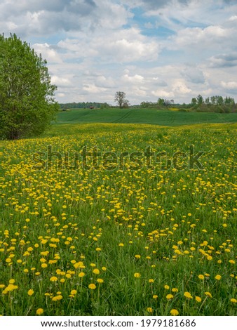 broken summer clouds over countryside fields and meadows in summer with yellow flowers and green foliage