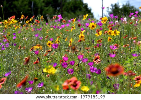 Texas spring field of wildflowers Royalty-Free Stock Photo #1979185199