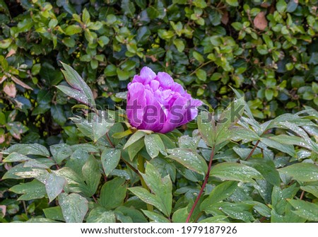 Delicate purple peony flower in the garden