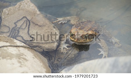 The cane toad (Rhinella marina), sometimes known as the "bufo", giant or marine toad at the time of spawning, with its eggs that can reach 30 thousand