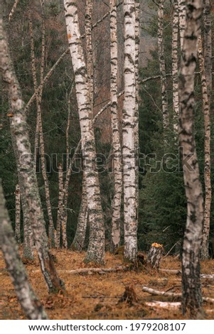 Autumn moody birch forest, earthly colors