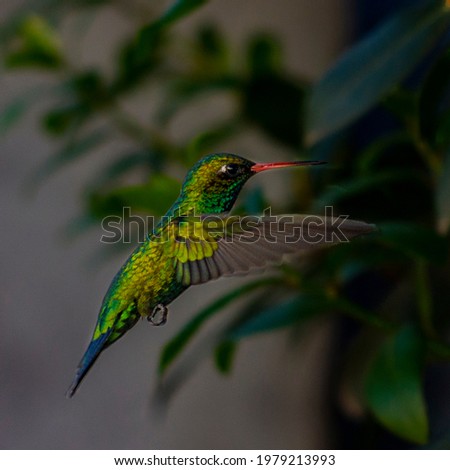 bird glittering-bellied emerald little metalic-green green