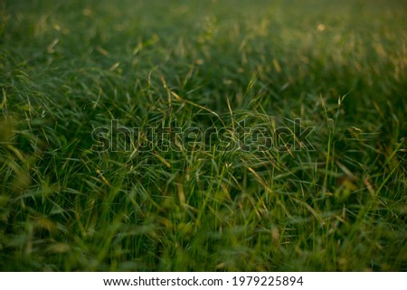 green grass leaves in spring and summer