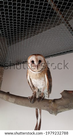 beautiful prey exotic owl 