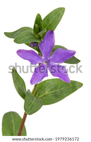 Violet flower of periwinkle, lat. Vinca, isolated on white background