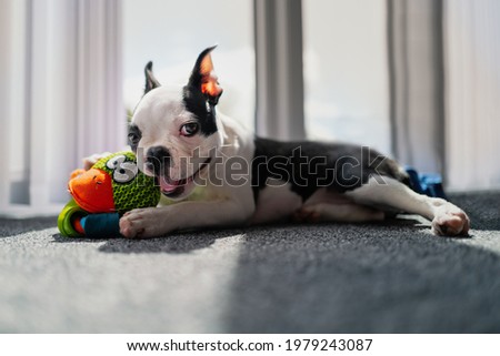 Cute Boston Terrier puppy portrait, she is looking at the camera smiling. She is lying down with a toy in her front paws indoors on a carpet.