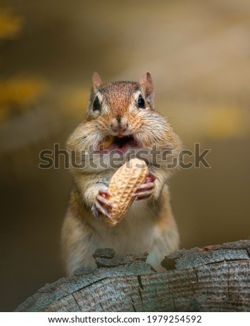 Picture of a cute and lovely hamster eating peanuts.