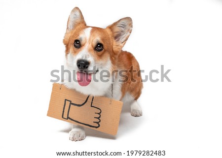 Funny welsh corgi pembroke dog shows tongue playfully with cardboard sign hanging around its neck with painted symbol of raised thumb up, isolated on white background, copy space