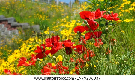 Yellow Lance-leaved coreopsis and red Iceland poppy  in the field.