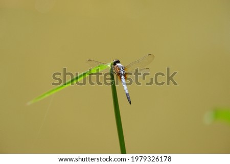 Dragonfly Brachydiplax chalybea on the branch