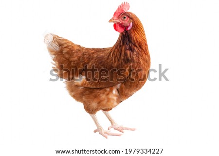 Brown hens Turn around isolated on white background, Laying hens farmers concept. Royalty-Free Stock Photo #1979334227