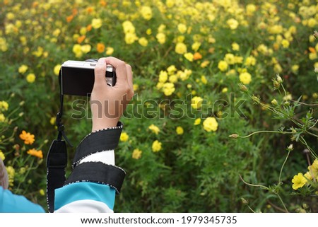 a woman's hand holding a camera photographing the cosmos caudatus flower garden. photographers who use pocket cameras to photograph the freshness of nature