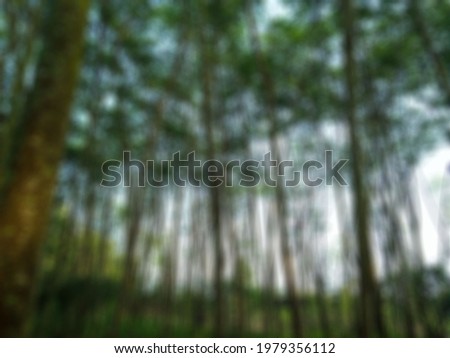The focus abstract background of forest with some trees.