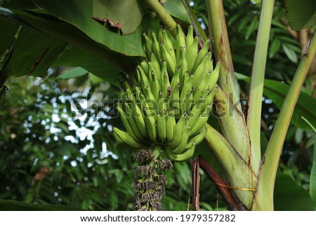 Close up view of Nendran Variety Banana from Kerala, India