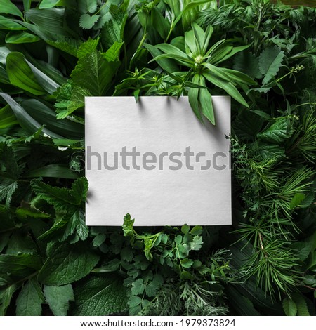 Creative layout made of greenplants,  leaves with paper blank card. Nature, eco, environment concept. Royalty-Free Stock Photo #1979373824