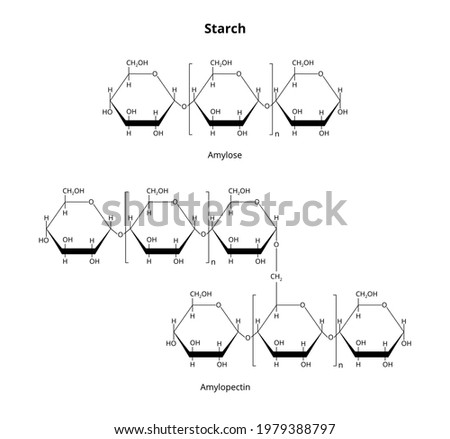 2D vector structural formula of natural biopolymer polysaccharide starch or amylum consisting of glucose units joined by glycosidic bonds isolated on white. Starch contains amylose and amylopectin. Royalty-Free Stock Photo #1979388797