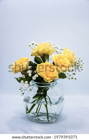 peach roses and white gypsophila flowers in a vase on a white background. A small bouquet of gypsophila and peach roses in a vase on a blue background. five orange-yellow roses in glass vases.