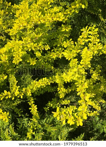 blooming yellow barberry on a bush near a juniper