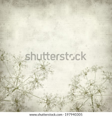 textured old paper background with cow parsley