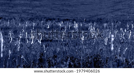 Monochrome natural background with cattail stalks illuminated by moonlight. Blurred in motion.