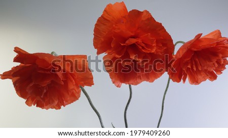 red poppies flowers on white background