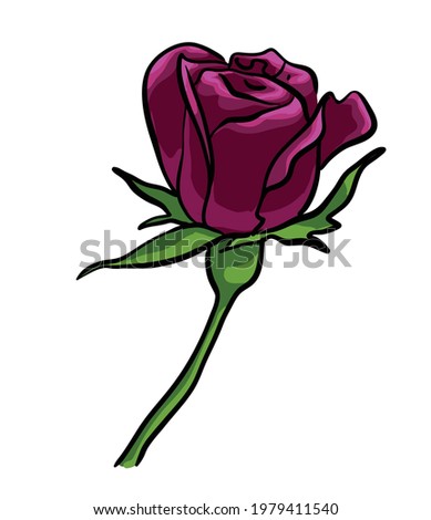 Dark Rose vector isolated on white background. Flower illustration