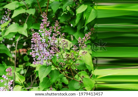 Abstract background with blossoming branches of lilacs. The beginning of the green lilac bush blooming in spring. Stretch pixel effect.