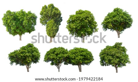 isolated mango trees Collection on White Backdrop