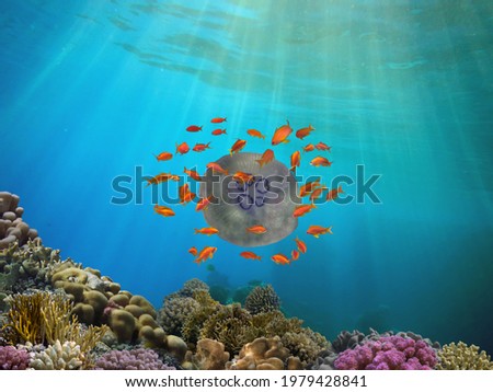 Shoal of fish and giant jellyfish swimming in blue water                           