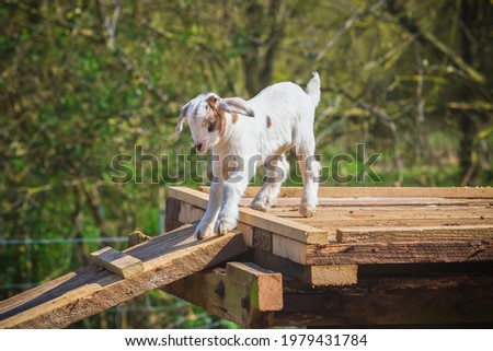A playful goat kid jumping around at a English dairy farm Royalty-Free Stock Photo #1979431784
